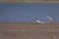 River Tern with fish kill