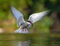 River Tern flies over the river, catching fish Royalty Free Stock Photo