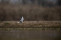 The River Tern Flying over lake