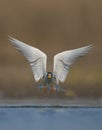 The River tern