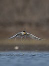 The River tern