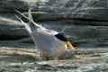 River tern sitting on eggs