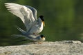 River terns- adults pairing Royalty Free Stock Photo