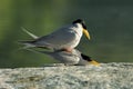 River terns pairing Royalty Free Stock Photo