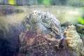 River terrapin or Labi - labi in Malay, Swimming in an aquarium. Close-up