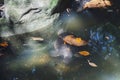 River terrapin or Labi - labi in Malay. Swimming in the pond