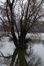 River Thaya and tree in the winter