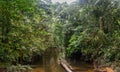 River among trees and bushes in the tropical rainforest jungle in Gunung Mulu National park. Sarawak Royalty Free Stock Photo