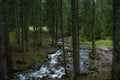 River between trees the dark forest at the mountains Royalty Free Stock Photo