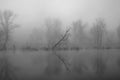 River and trees on a foggy autumn morning