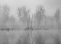 River and trees on a foggy autumn morning