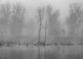 River and trees on a foggy autumn morning