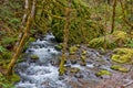 River tributary in forest Royalty Free Stock Photo