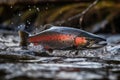 river trout jumping out of the water of a mountain river generative ai Royalty Free Stock Photo