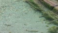 River trout Salmo trutta fario swimming in a stream at austrian alps in tirol