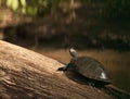 River Turtle and Butterfly: two friends