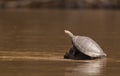 River turtle at the Madre de Dios river, Peru.