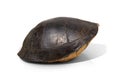 River turtle shell isolated on white background