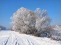 River under the ice and tree branches covered with white frost Royalty Free Stock Photo