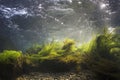 Underwater scenery, Underwater river habitat Royalty Free Stock Photo