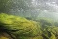 Underwater scenery, algae, mountain river, Underwater river habitat Royalty Free Stock Photo