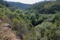 River valley with dense green forest. Bright sunlight