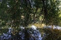 River vegetation water reflection tree branches Royalty Free Stock Photo