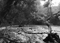 River View in Maui, Hawaii, black and white