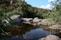 River view: stones, cane and bushes