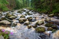 River Vydra in Sumava Royalty Free Stock Photo