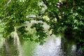 The river Wandle meandering through shady woodland