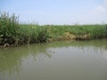 River water on the edge of fish and shrimp farmer settlements Royalty Free Stock Photo