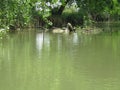 River water on the edge of fish and shrimp farmer settlements Royalty Free Stock Photo