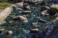 River water rushing over the rocks at Kenneth Hahn Recreation Area in Los Angeles Royalty Free Stock Photo