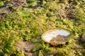 River water shell on the green grass water Royalty Free Stock Photo