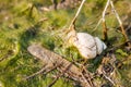 Shellfish river snail on grass Royalty Free Stock Photo