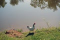 River. water shore grass chicken running along the shore