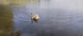 River landscape with a floating swan.