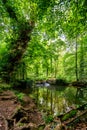 River waterfall flowing through a forest on a summers day Royalty Free Stock Photo