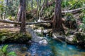 River and woods at Arvi Park - Medellin, Antioquia, Colombia