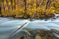 River and yellow leaf in fall Royalty Free Stock Photo