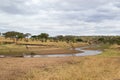 River in the yellow savanna of Tarangire National Park, in Tanzania, with some giraffes and zebras drinking water Royalty Free Stock Photo