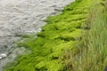 Riverbank with algae and aquatic vegetation Royalty Free Stock Photo
