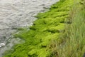 Riverbank with algae and aquatic vegetation