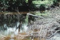 Riverbank of the amazon river, vegetation, calm scene