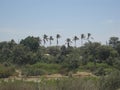 Equatorial dry forest Royalty Free Stock Photo