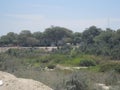 Equatorial dry forest Royalty Free Stock Photo