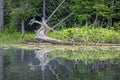 Riverbank Scene Along Nogies Creek In Ontario, Canada