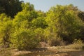 Riverbank woodland in the Hiran river, Sasan. Royalty Free Stock Photo