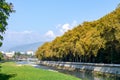 Riverbed in the city. Yellowing sycamore trees